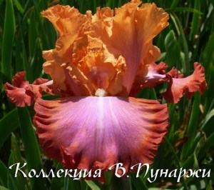 императрица   21 заявка а 5249-1135